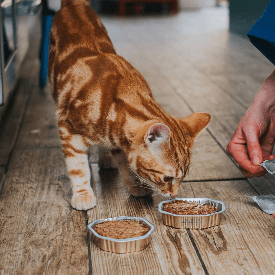 The Top 10 Supplements to Give to Your Cat For Long Term Health