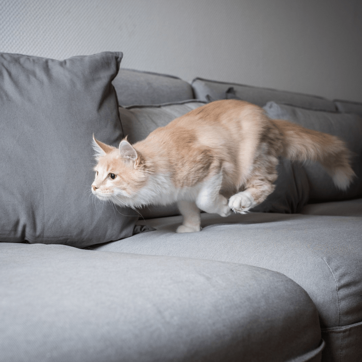 Meowijuana  Why Cats Go Crazy at Night and What You Can Do About It –  Meowijuana - A Catnip Company