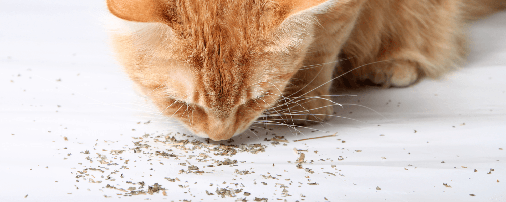 Meowijuana Catnip Spray - Fort Worth, TX - Handley's Feed Store