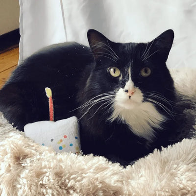 A black and white cat with a striking tuxedo pattern lounging on a fluffy blanket, accompanied by a small toy with a birthday candle, looking ready to celebrate.