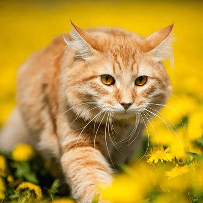 A majestic ginger cat with deep amber eyes prowling through a field of vibrant yellow dandelions.