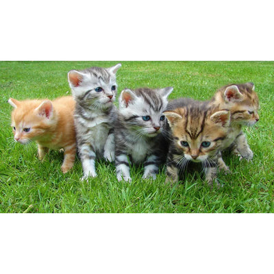 A group of five adorable kittens of various colors exploring a lush green lawn.