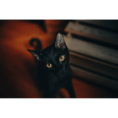 A sleek black cat with bright yellow eyes gazes up intently from the floor, bathed in warm ambient lighting, ready for Halloween.