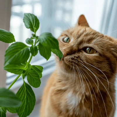 A curious ginger cat sniffing at a fresh catnip plant by the window, bathed in soft, natural light.