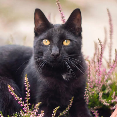 A black cat with yellow eyes resting among blooming pink flowers.