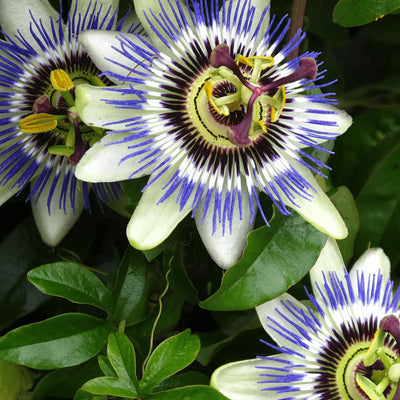 Close-up of vibrant Passion flowers showcasing intricate details, with striking blue and purple filaments against white petals.