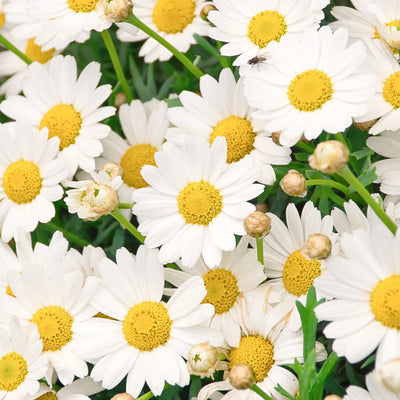 White chamomile flowers with yellow centers in a garden setting.