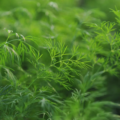 Lush, green dill leaves with feathery foliage.