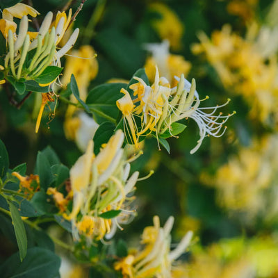 Yellow and white honeysuckle flowers on a leafy branch.