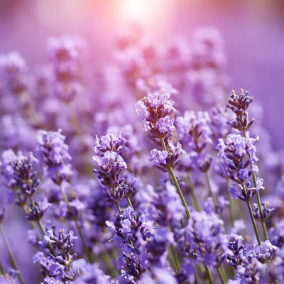 Vibrant purple lavender flowers in a field under soft sunlight.