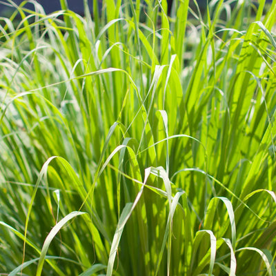 Green lemongrass stalks growing densely.