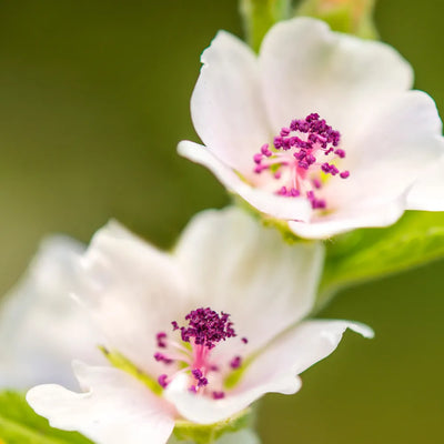 Delicate marshmallow flowers with white petals and purple centers.