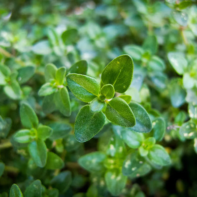 Fresh green thyme leaves with a rich texture.