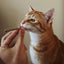 Orange cat delicately biting a catnip joint.