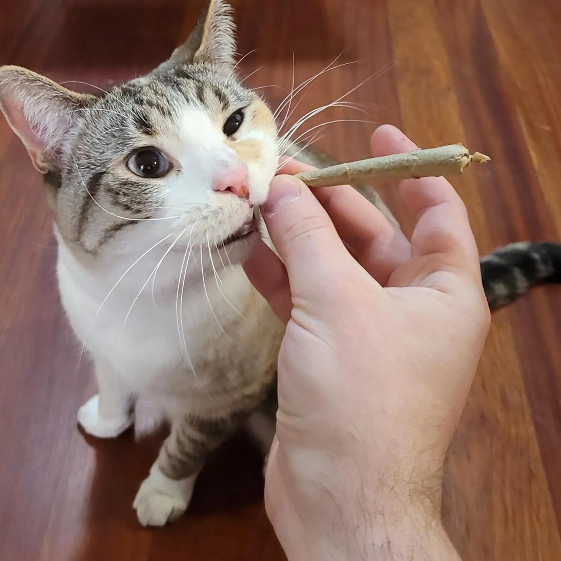 Tabby cat taking a catnip joint from a human hand.