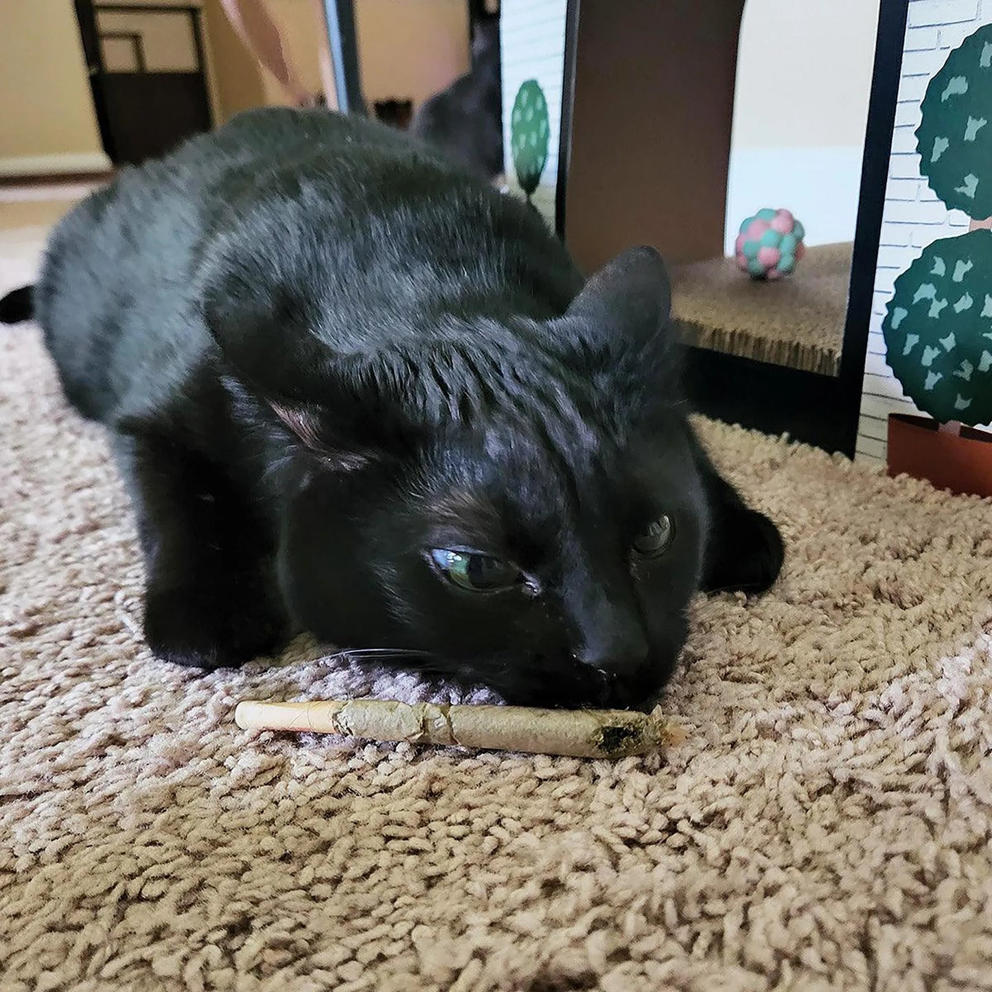 Black cat intensely gnawing a catnip joint.