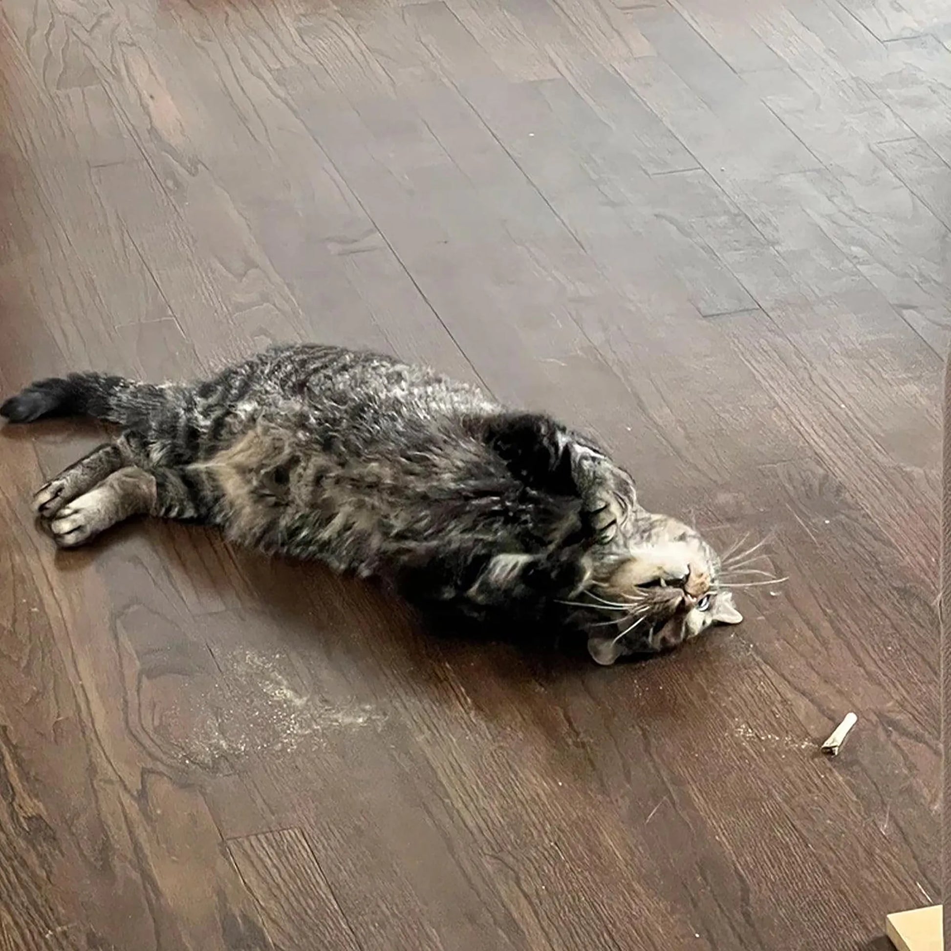 Tabby cat rolling on the floor next to a catnip joint.