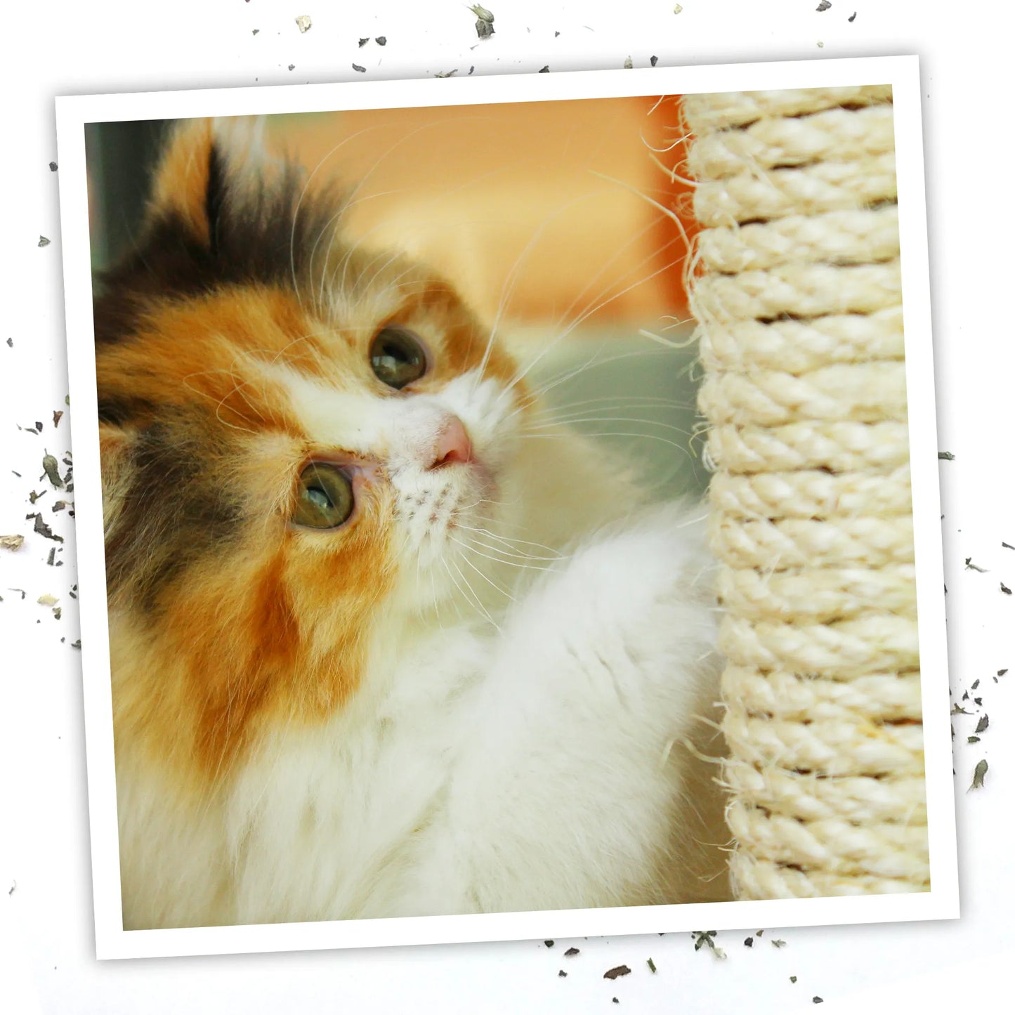 Close-up of a cat looking up while scratching a post, with loose catnip leaves scattered around the frame.