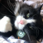 A fluffy black-and-white cat looks relaxed, cuddling close to the Meowijuana Catnip Cigar toy.