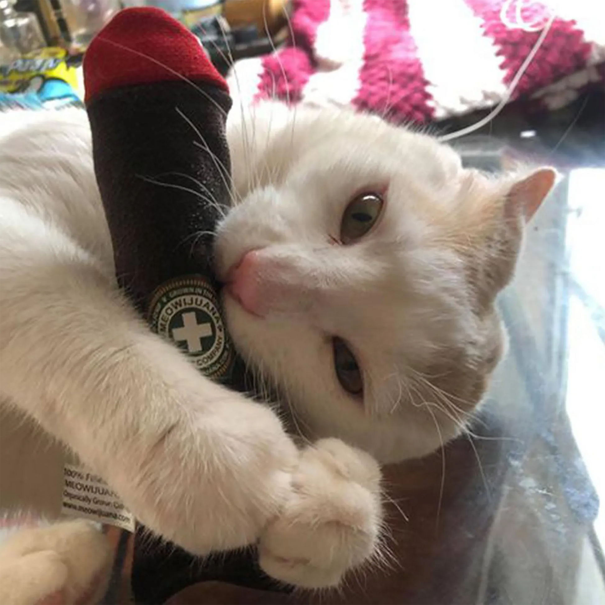 A cream-colored cat hugs the Meowijuana Catnip Cigar, appearing playful on a glass table.