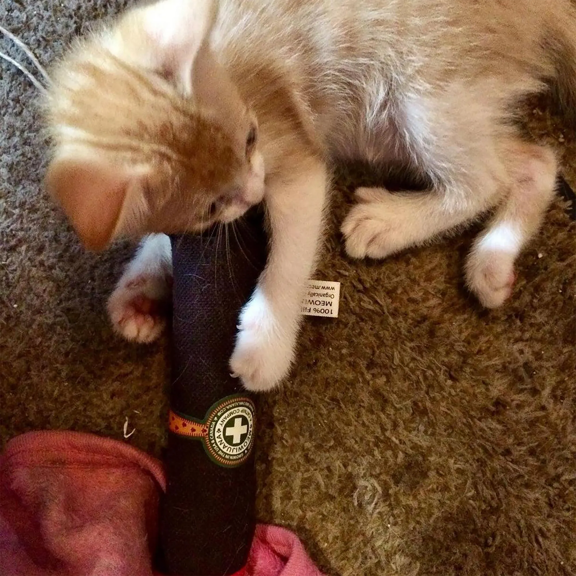 A small kitten bites into the brown and red Meowijuana Catnip Cigar while lying on a carpeted floor.