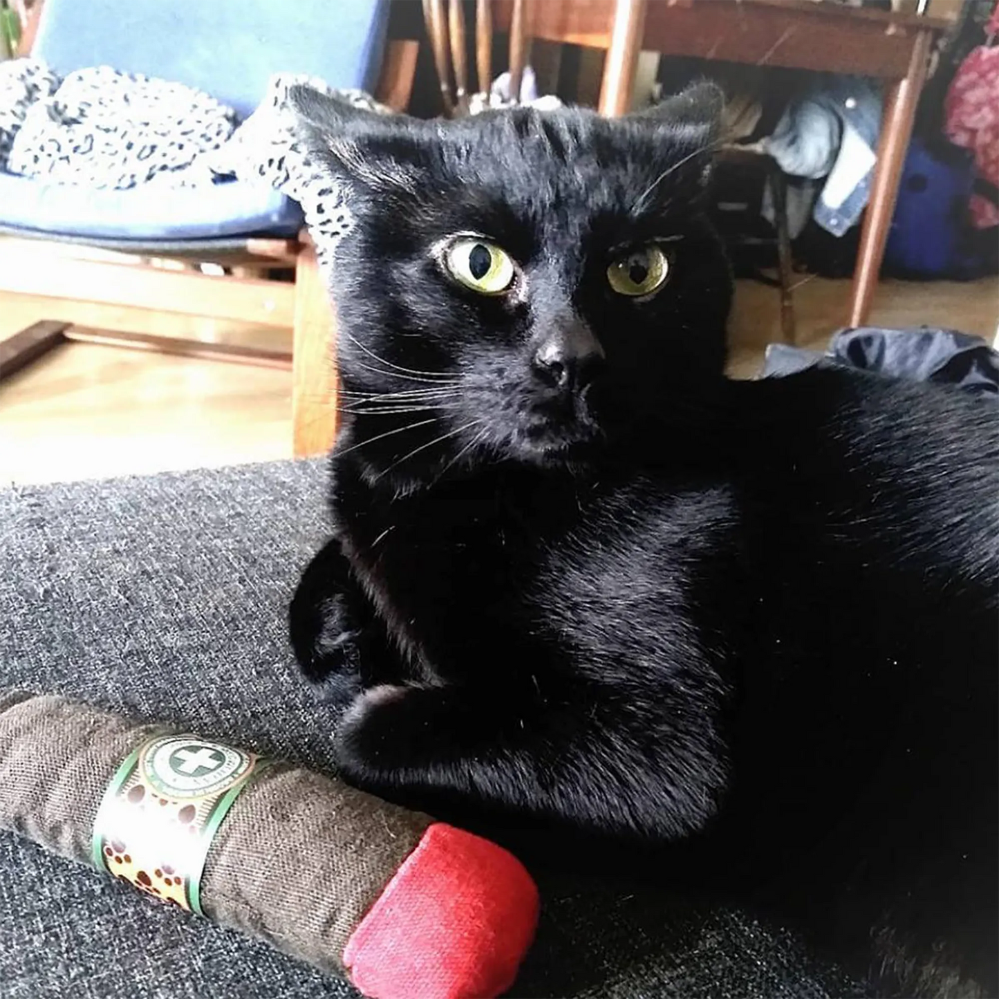 A black cat looks surprised while sitting on a couch, with the Meowijuana Catnip Cigar nearby.