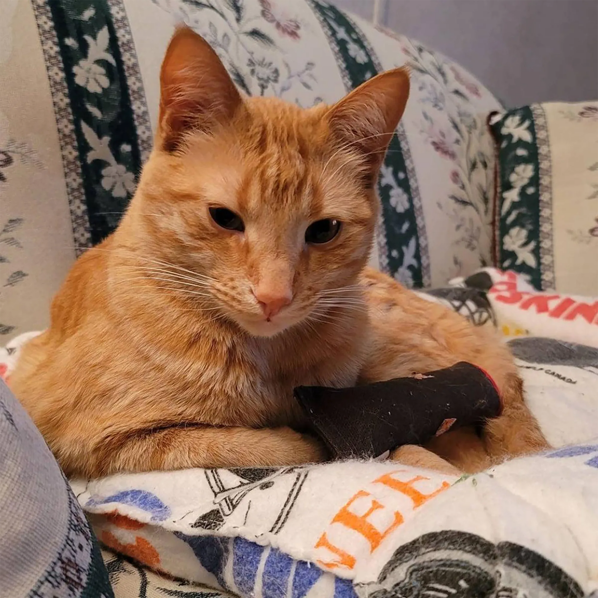 An orange tabby cat sits on a patterned couch, resting a paw protectively on the Meowijuana Catnip Cigar.