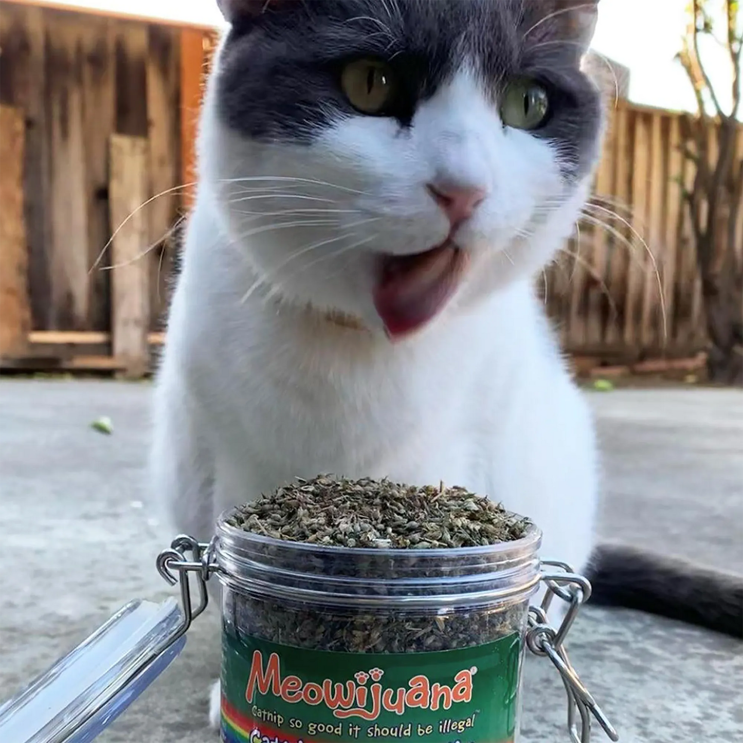 Cat licking lips with a jar of Catnip Pawty Mix outdoors, appearing satisfied and playful.