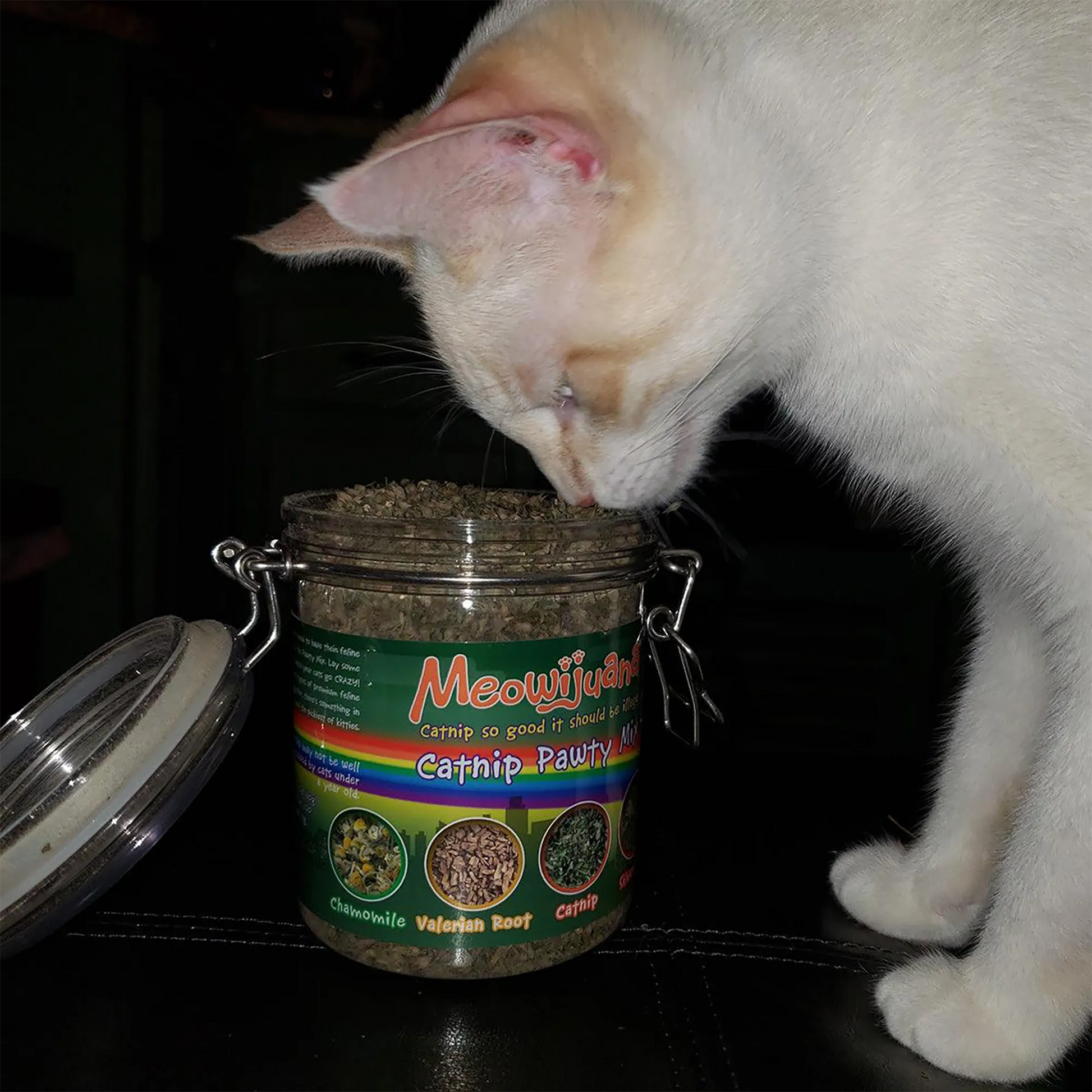 White cat sniffing the open Meowijuana Catnip Pawty Mix jar.