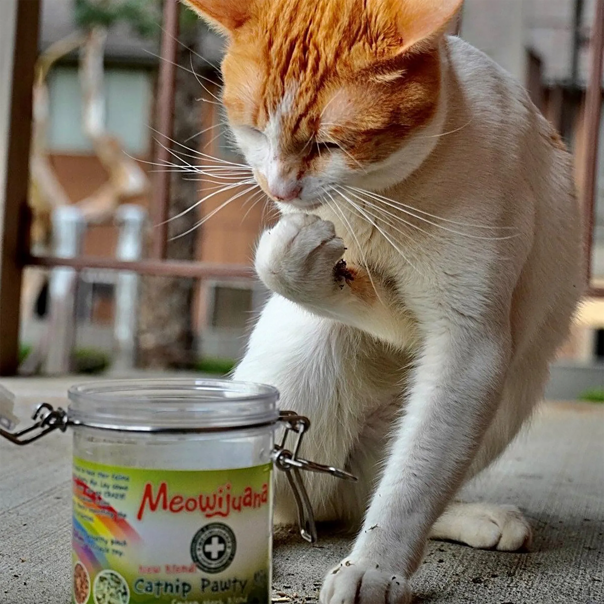 Orange and white cat licking paw beside Meowijuana Catnip Pawty Mix jar.