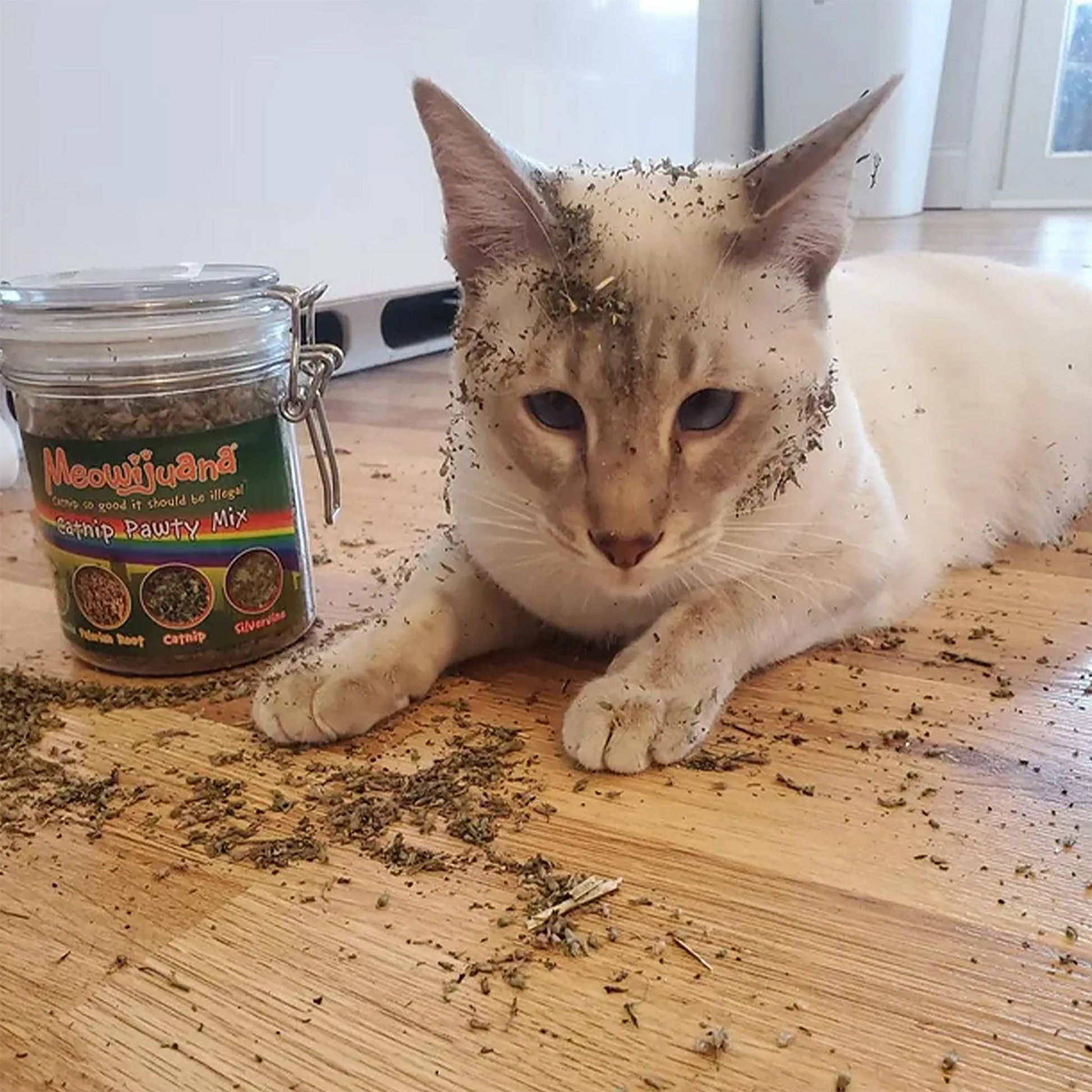 Cat covered in Catnip Pawty Mix, lying on the floor next to an open jar, looking content.