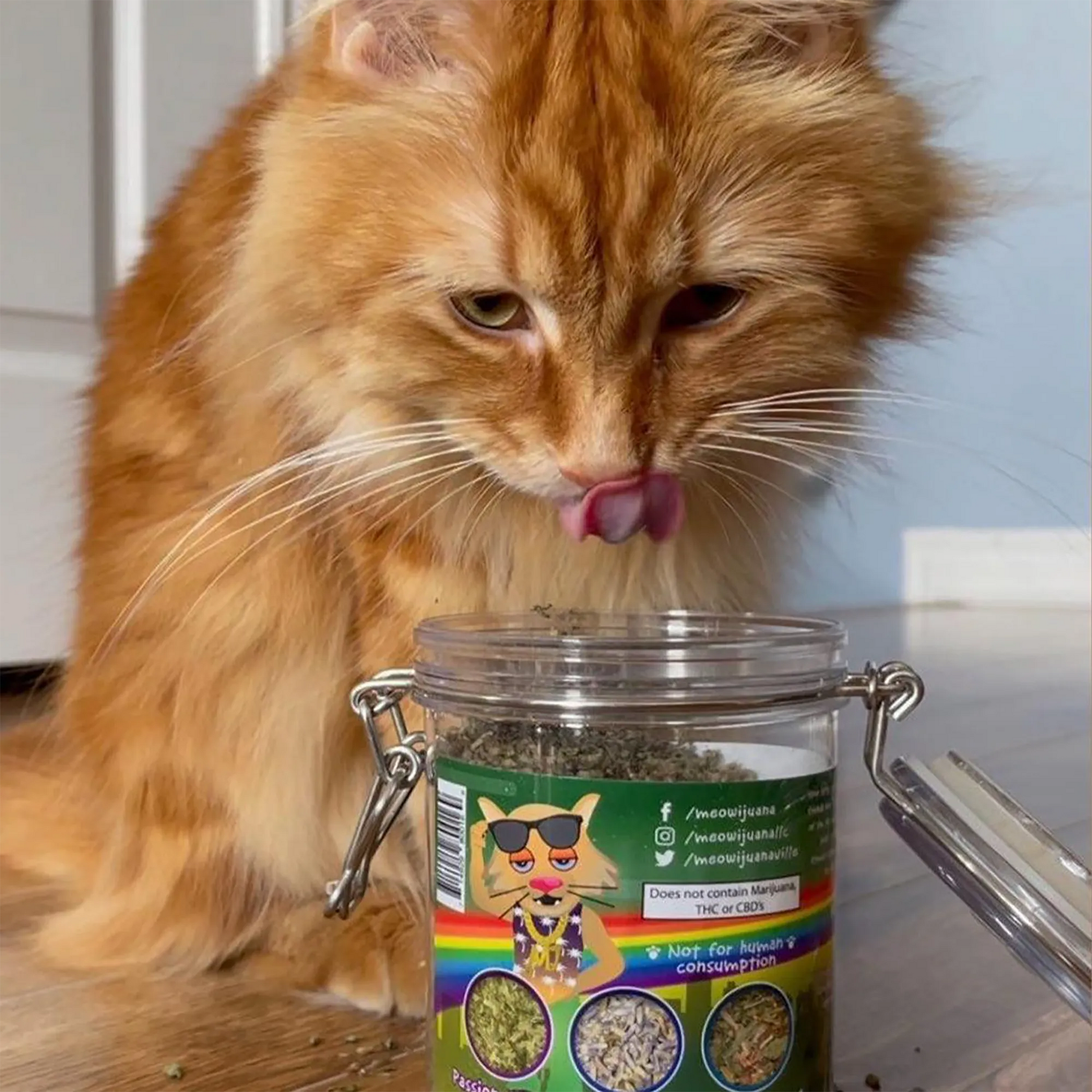 Orange cat licking the Catnip Pawty Mix jar, appearing excited about the blend.