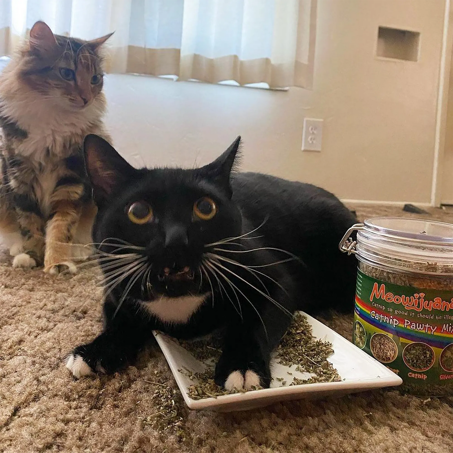 Black and white cat licking a plate of Catnip Pawty Mix with another cat observing nearby.