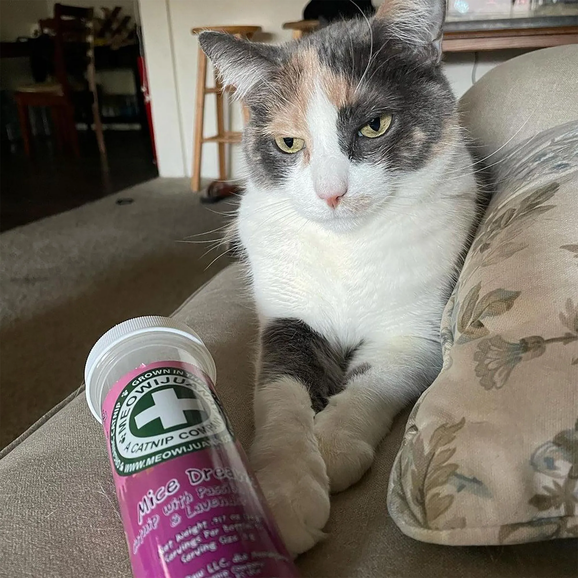 Calico cat sitting on a couch, gazing intently at a nearby Meowi-Waui Mice Dreams catnip container.