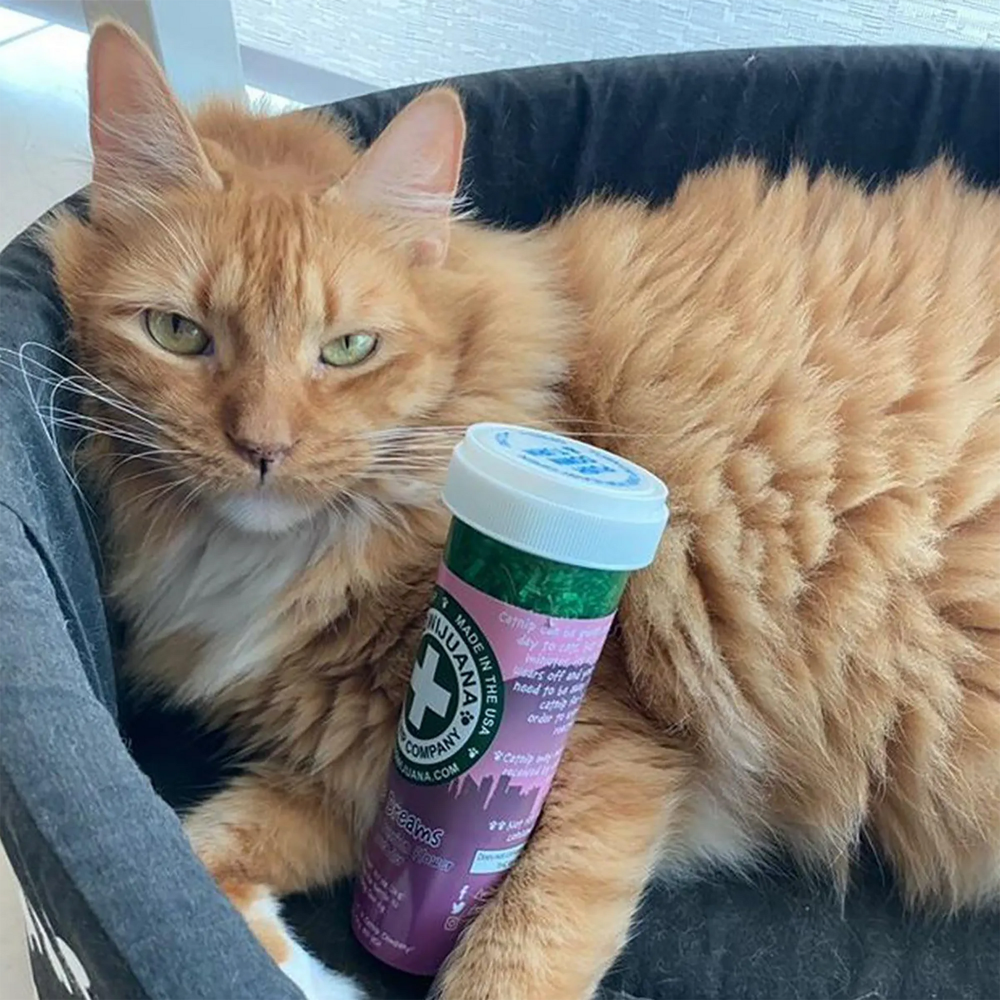 Orange cat lying in a bed with a Meowi-Waui Mice Dreams catnip container beside it, looking calm and relaxed.