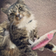 A fluffy tabby cat lies on the floor, hugging the Meowijuana rainbow trout toy and looking up curiously.