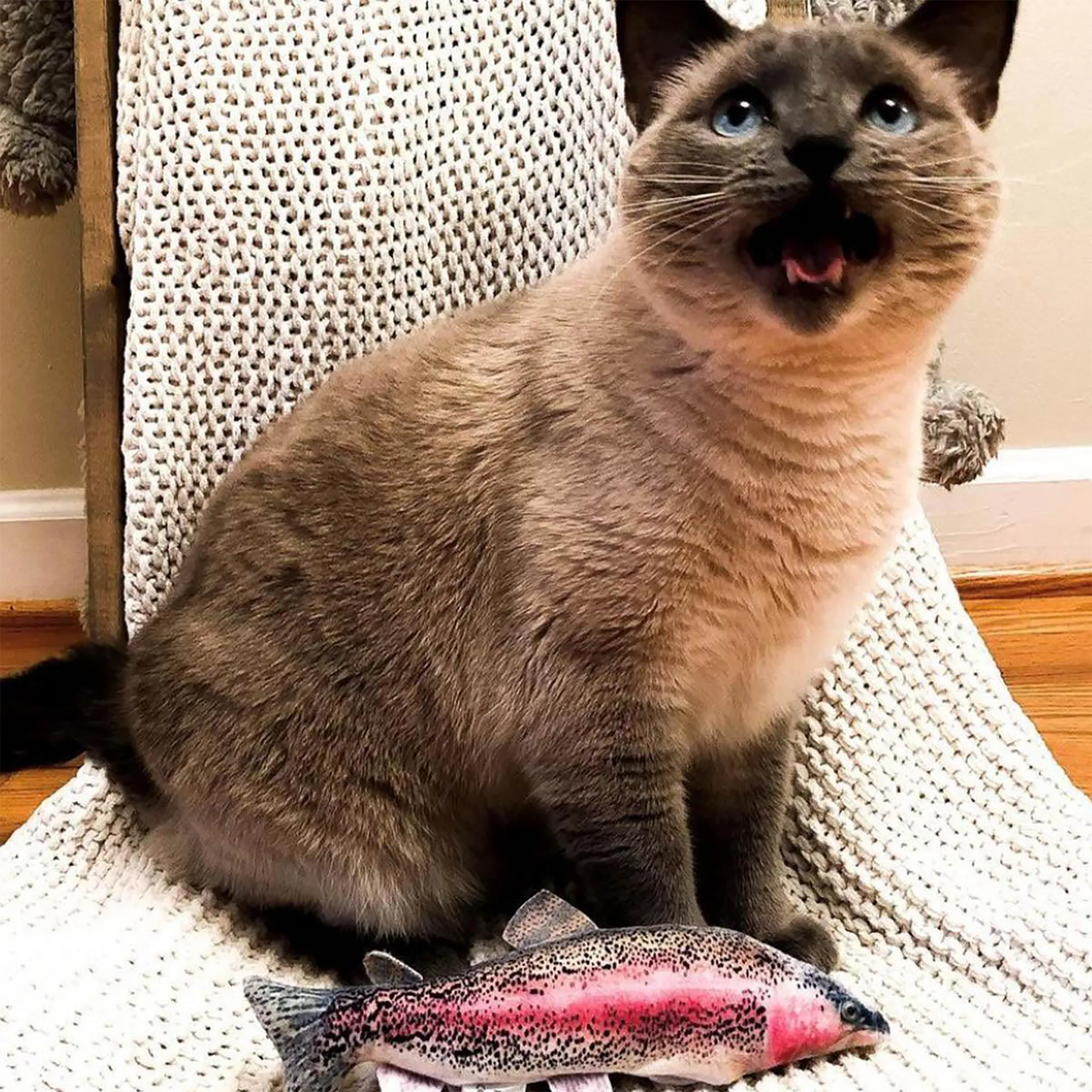 A Siamese cat sits on a chair, meowing with the Meowijuana rainbow trout toy lying at its paws.