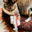 A tabby cat sits on a plush bed, clutching the Meowijuana rainbow trout toy and inspecting it closely.