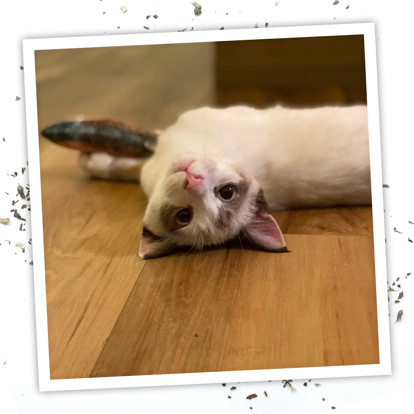 A playful cat lies on the floor next to the Meowijuana rainbow trout toy, looking content.