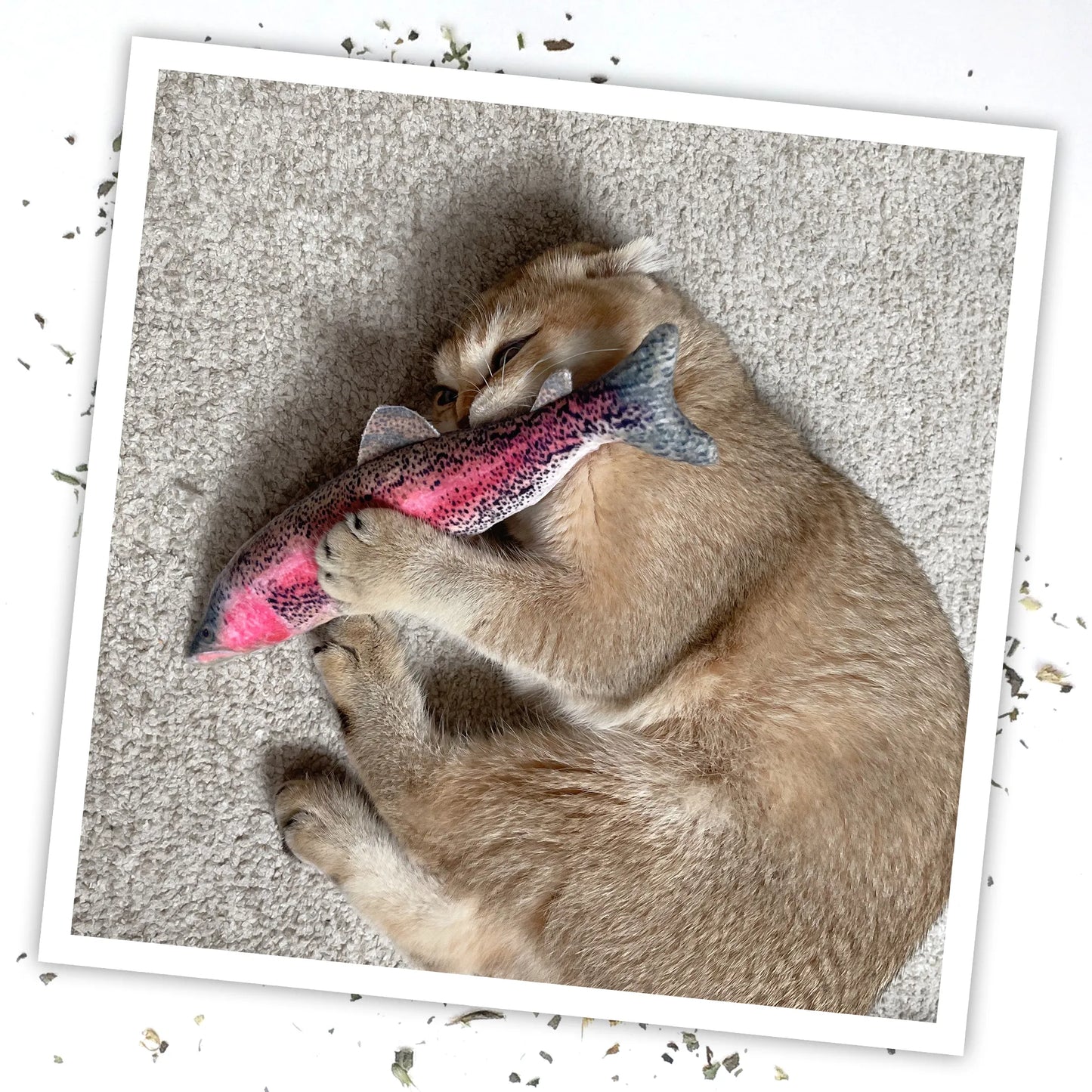 A golden cat hugs the Meowijuana rainbow trout toy while rolling on a soft carpet.