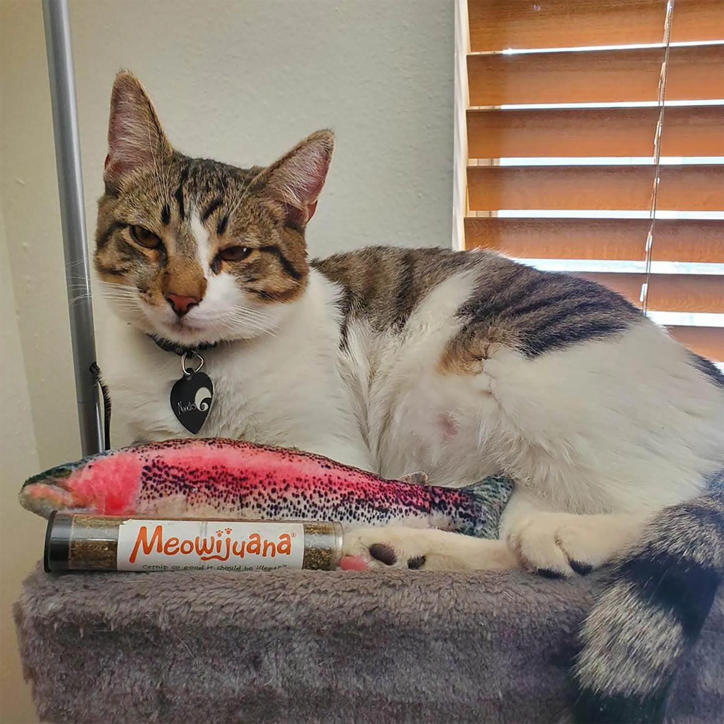 A tabby cat sits on a perch with the Meowijuana rainbow trout toy and a catnip vial by its side.