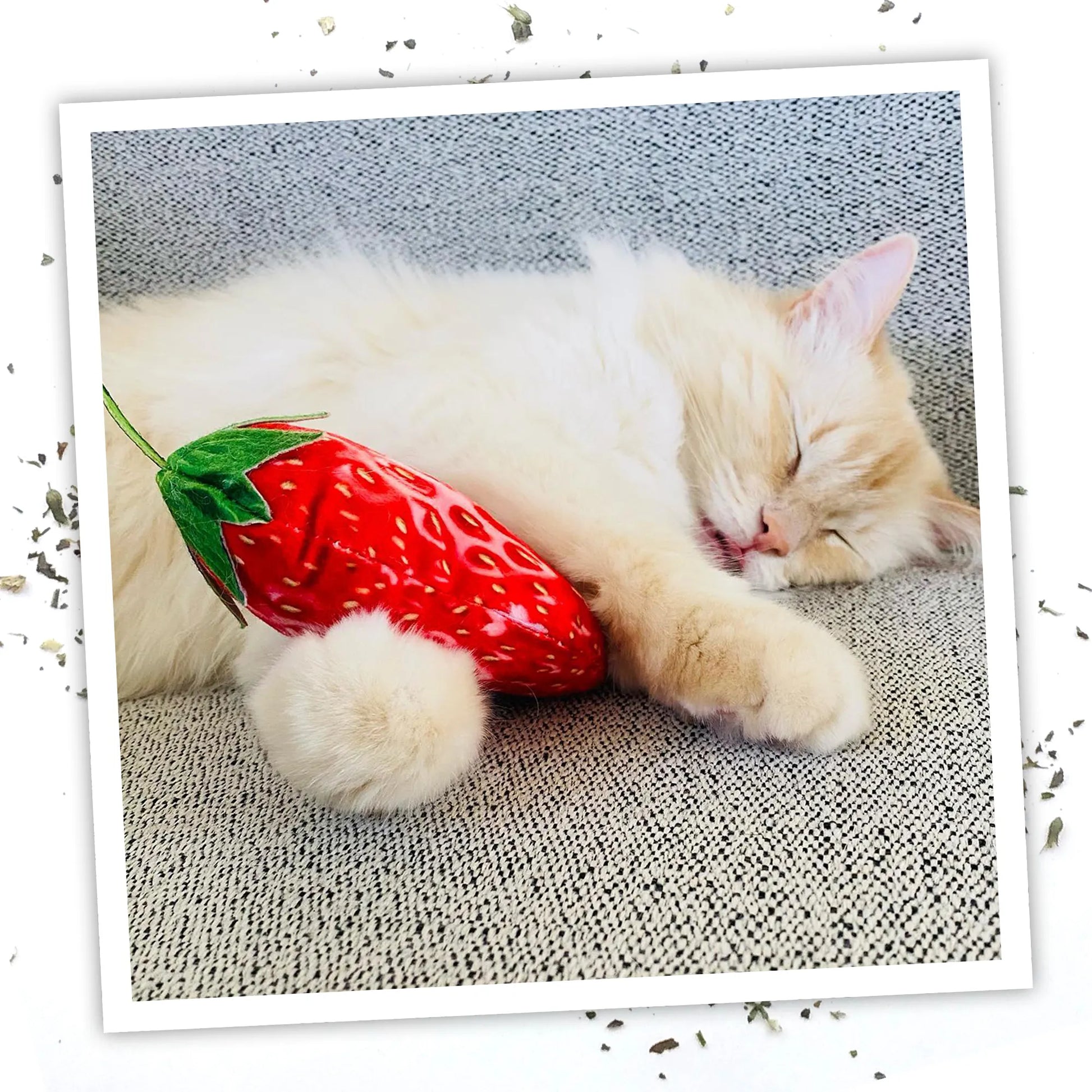 A fluffy white cat snuggles with Meowijuana's juicy strawberry catnip toy, looking calm and content.