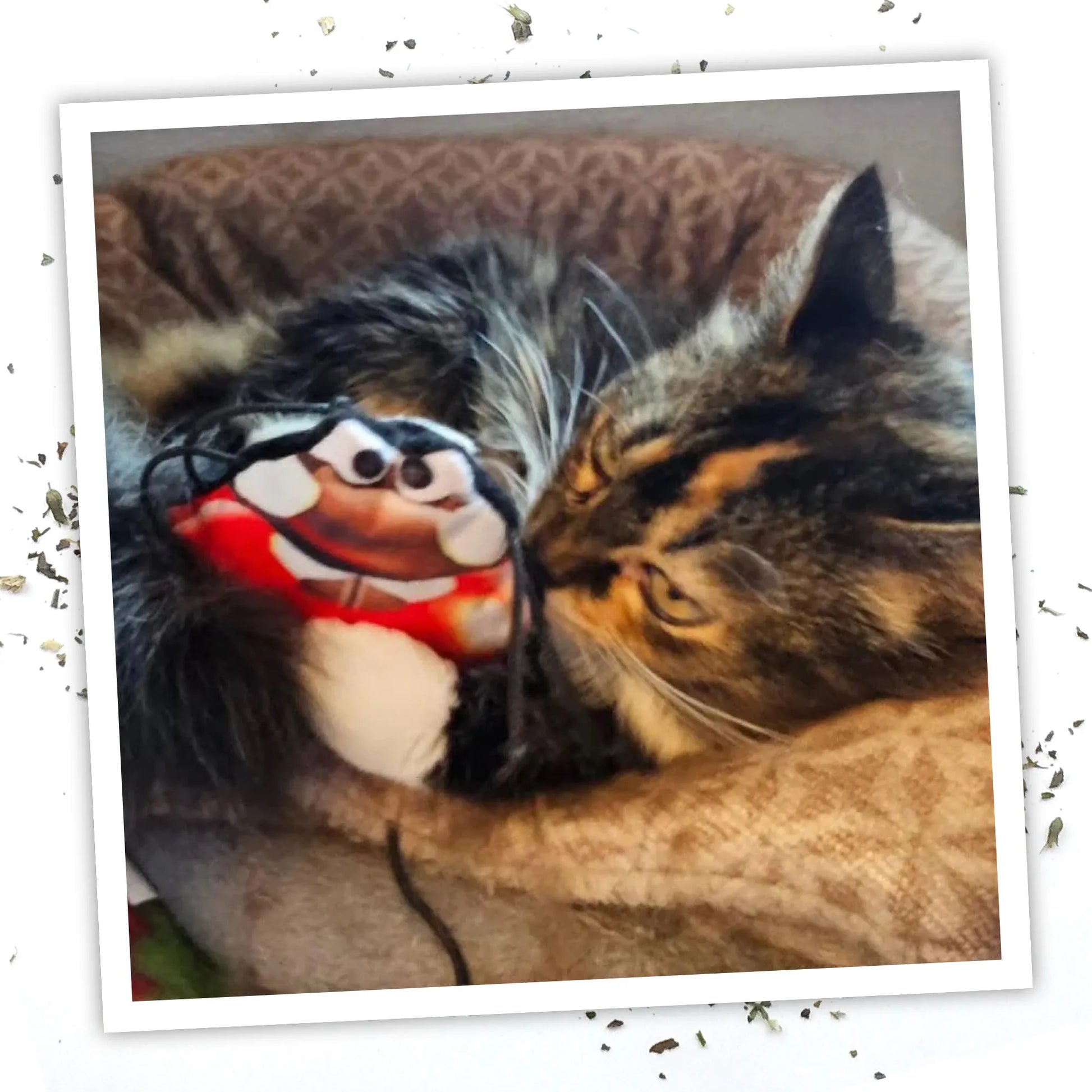 A fluffy cat cuddling and playing with the ladybug catnip toy in a cozy setting.