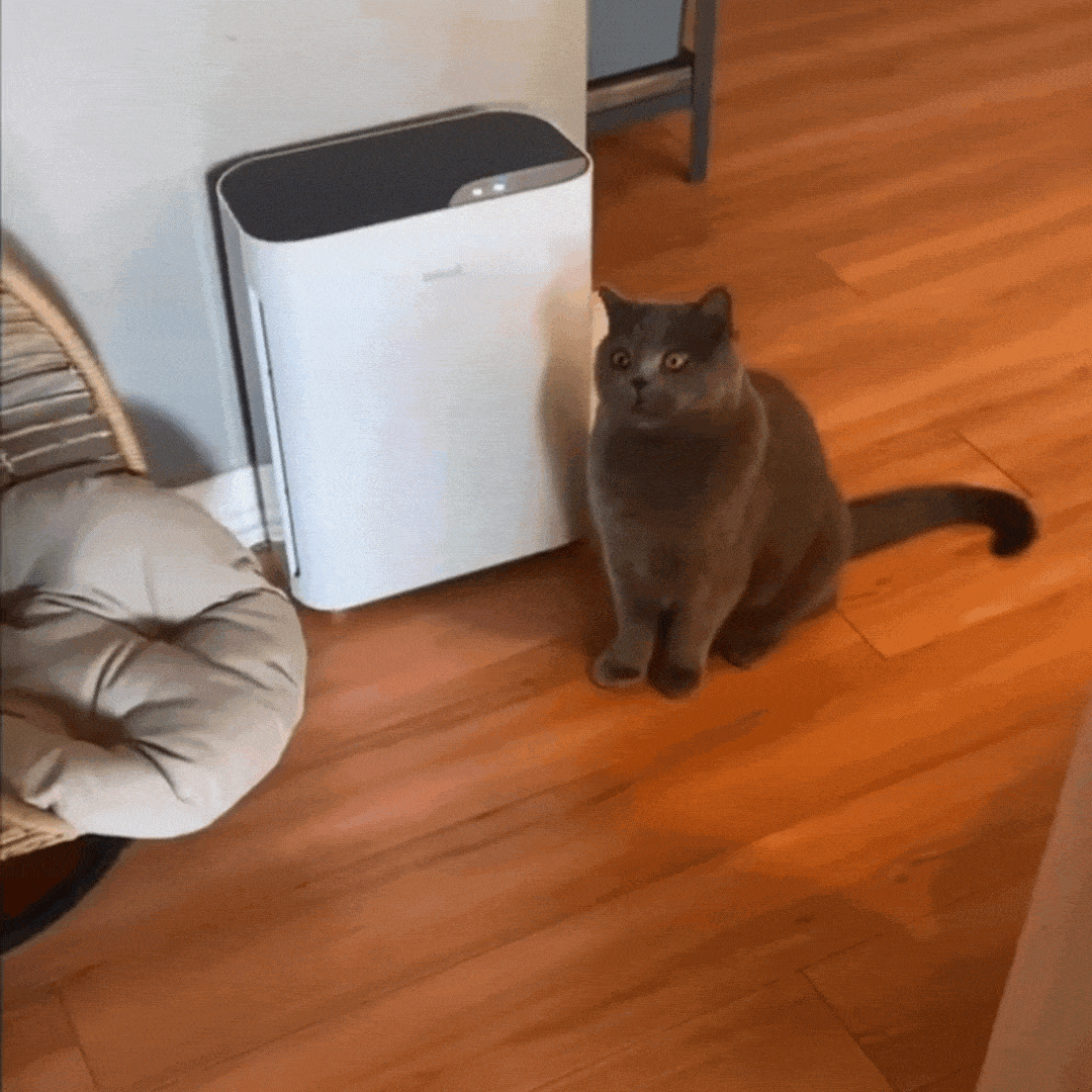 A grey cat sits alertly on a wood floor, watching a sloth catnip toy dangle and bounce from a door jamb, ready to pounce.