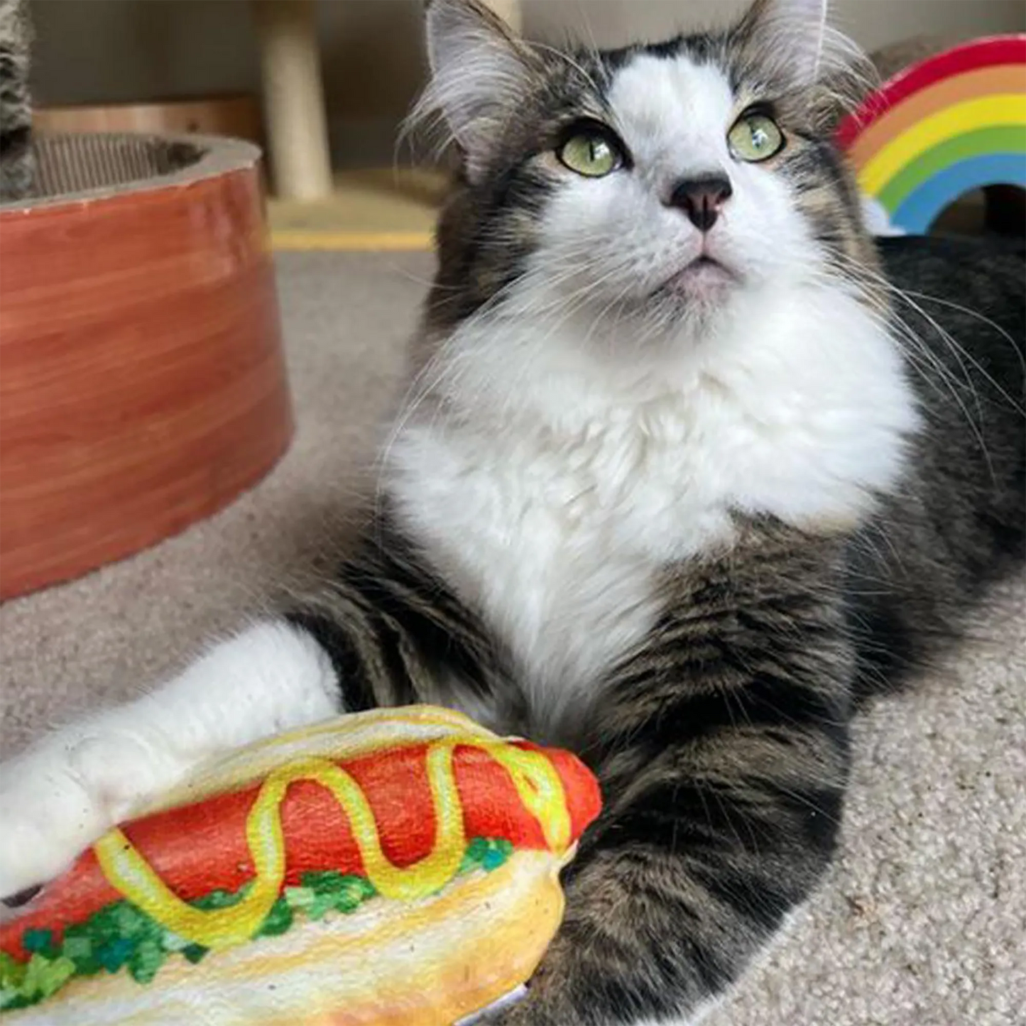 A tabby and white cat lounging while playing with the hot dog-shaped catnip toy on a carpeted floor.