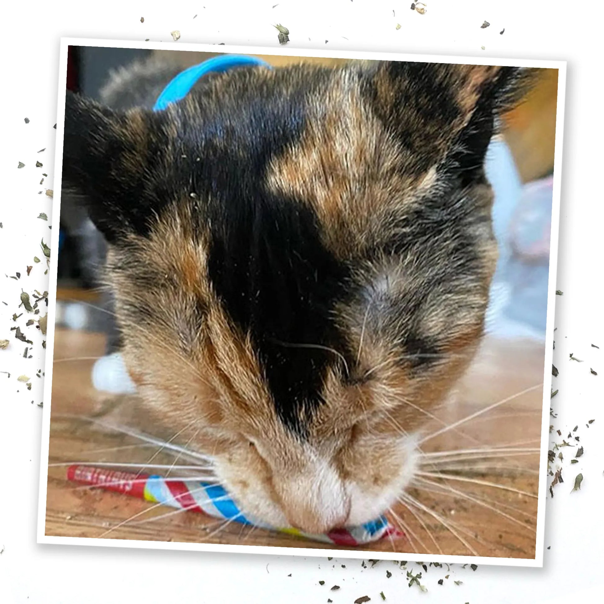 Calico cat sniffing a colorful catnip toy.