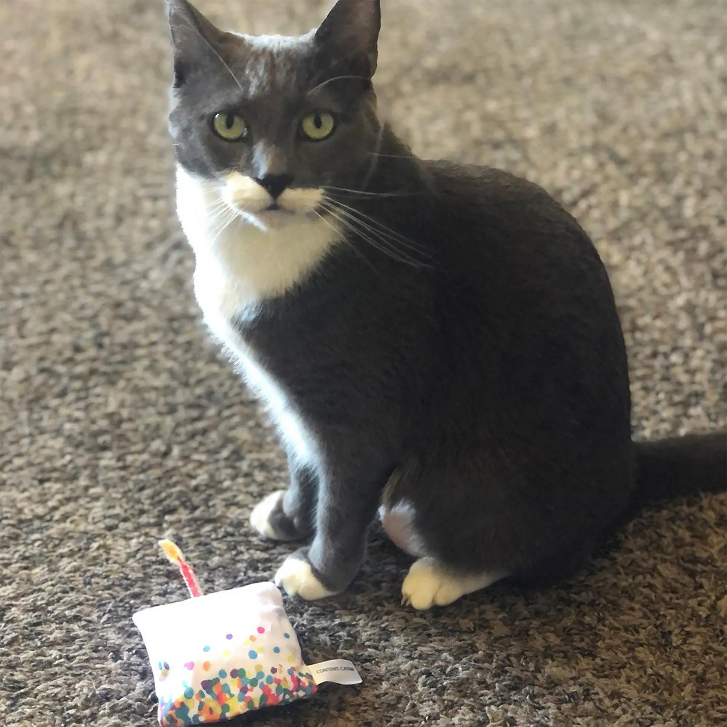 A gray tuxedo cat seated attentively beside the colorful "Get Lit" cupcake catnip toy.