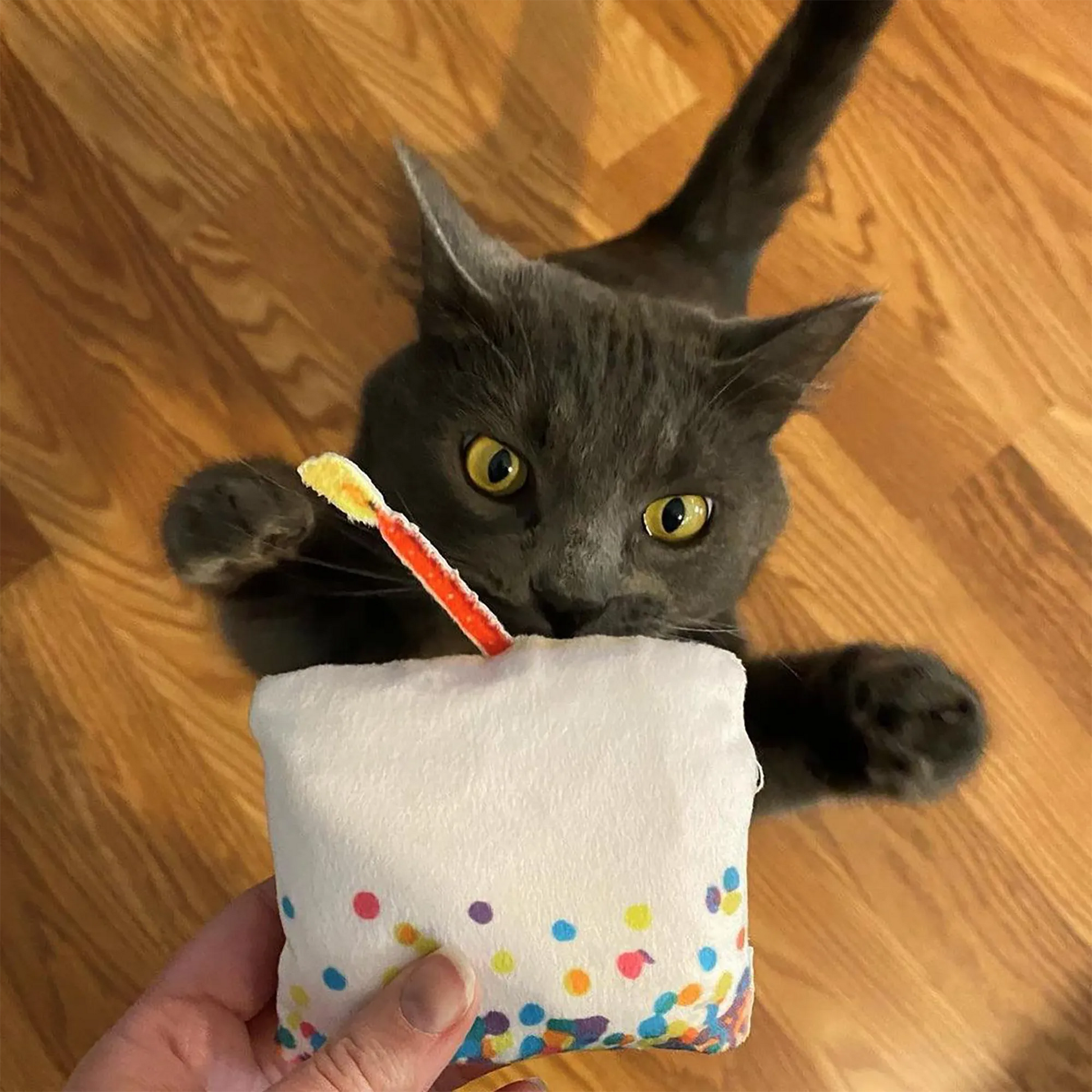 A playful gray cat pouncing on the cupcake toy with excitement and curiosity.