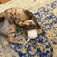 A tabby cat rolling on a colorful rug, hugging the plush cupcake toy filled with catnip.