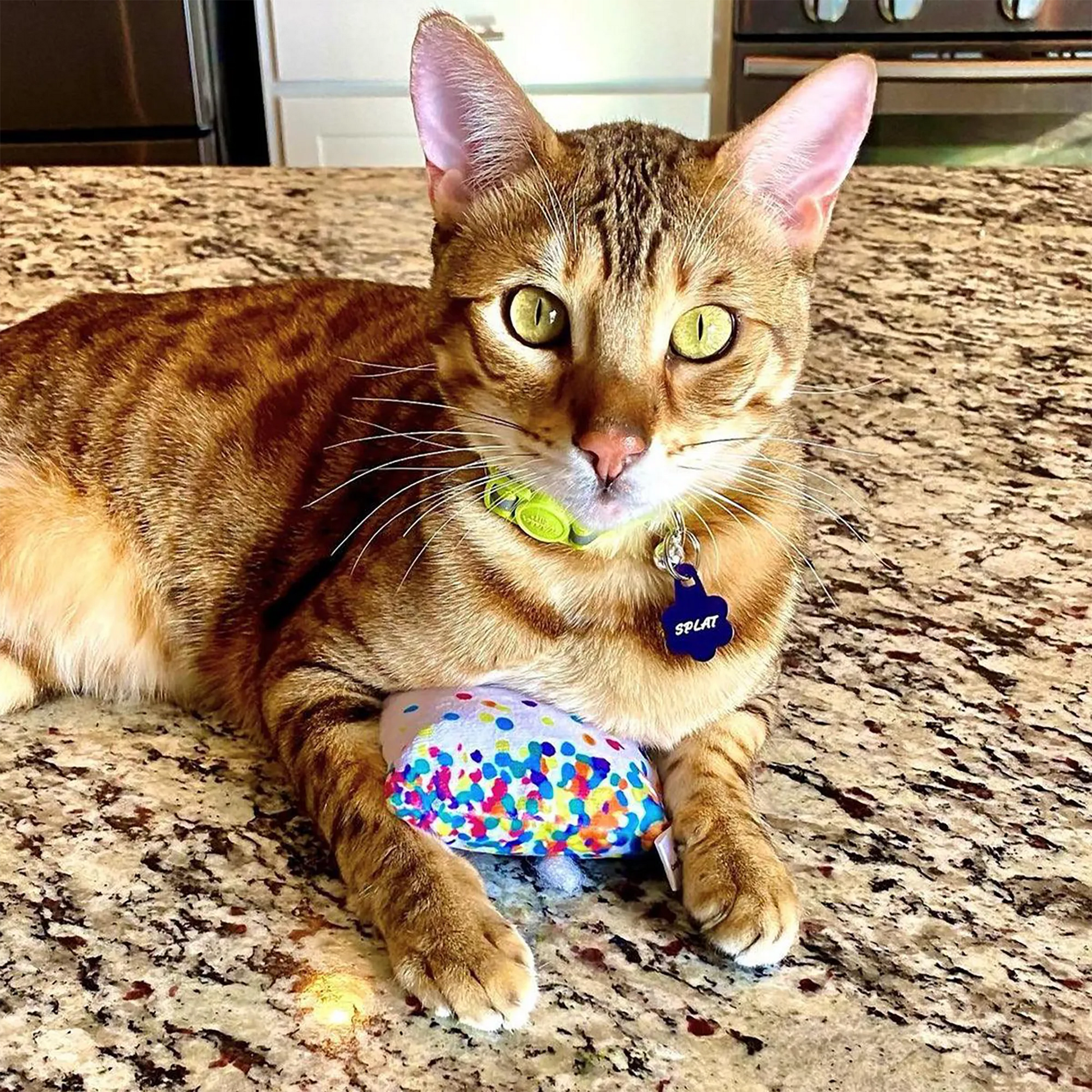 A sleek, golden-eyed cat holding the sprinkle cupcake toy on a kitchen counter.